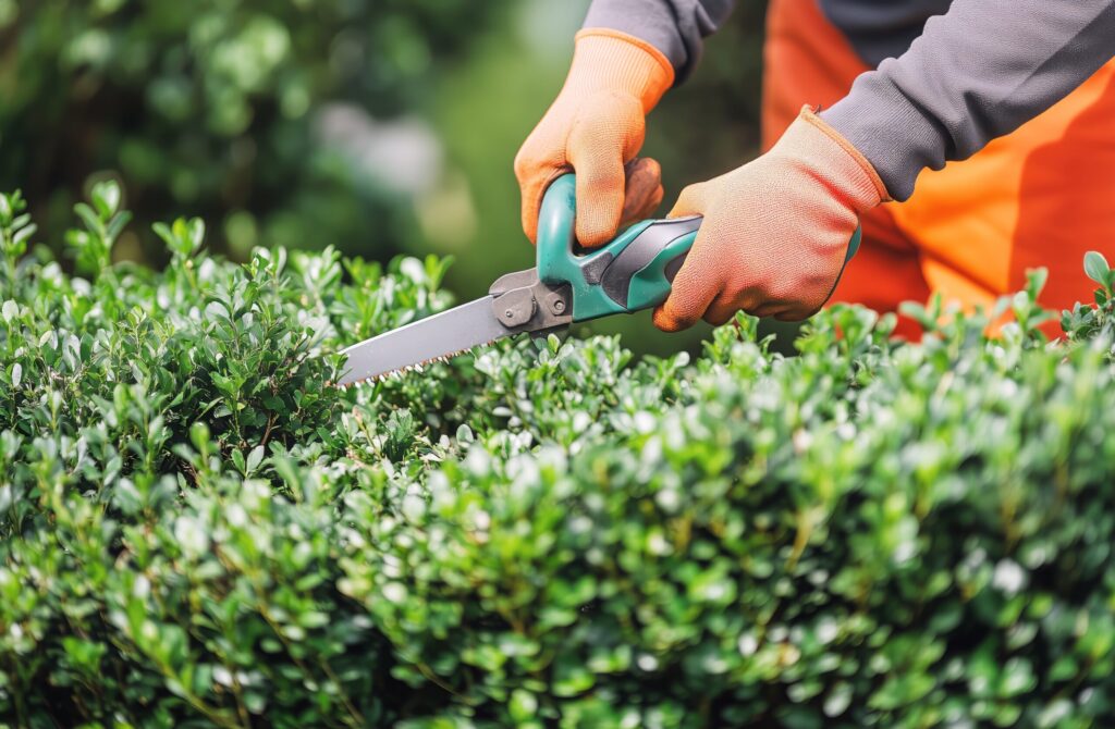 شرکت پاکسازان مشهد ترنم | خدمات نظافت منزل و نگهداری فضای سبز در مشهد